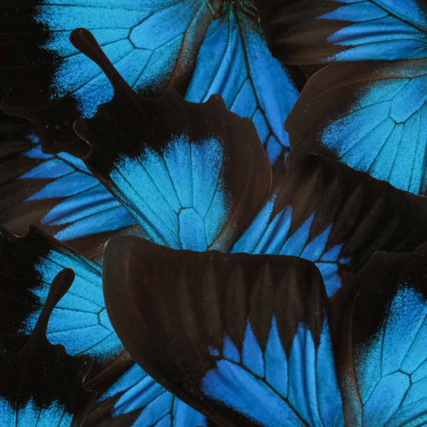 istock Beautiful Ulysses butterfly wings as background, closeup 1370692589