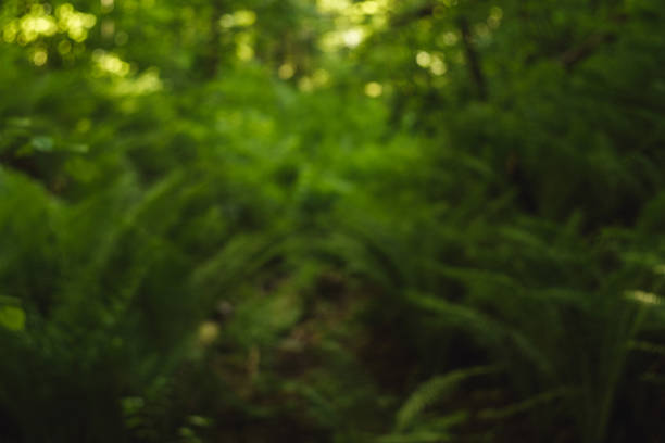 istock Summer abstract green natural background. Blurred, copy space. 1370693296