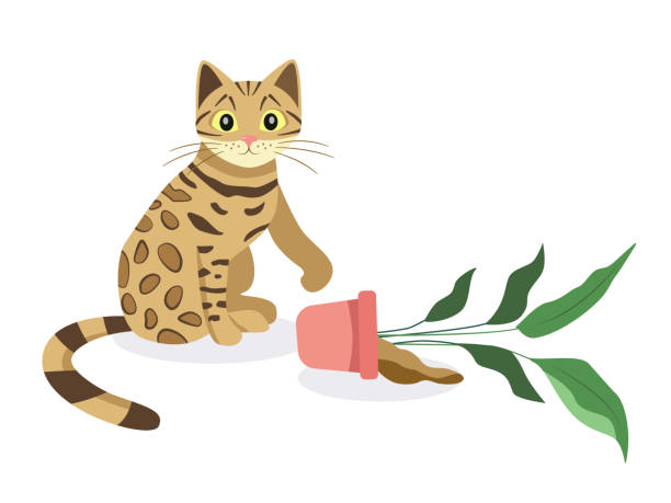 Bengal Cat Playing Illustrations, Royalty-Free Vector Graphics & Clip Art -  iStock