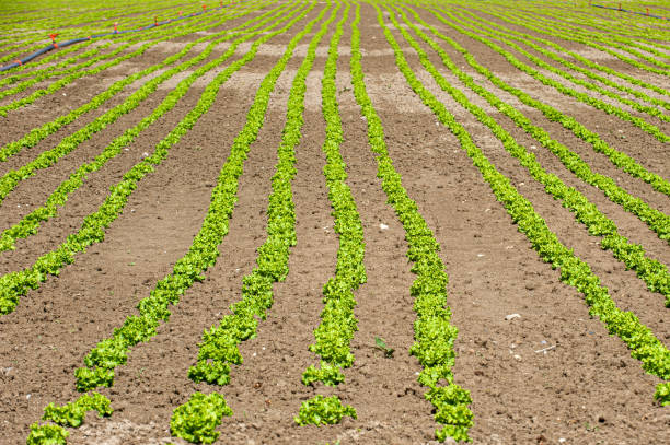 istock Curly field and irrigation equipment 1370693589