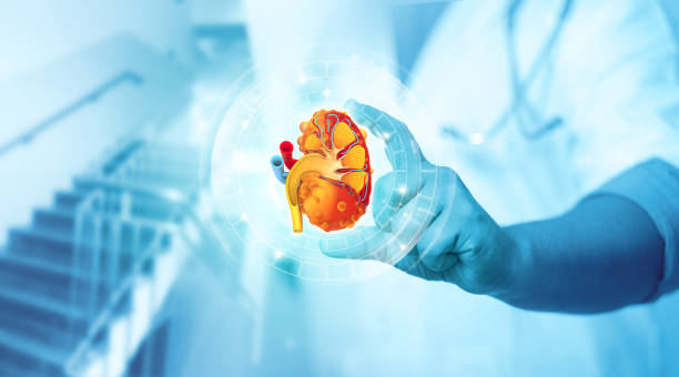 istock Doctor's hand shows a kidney on medical background 1370693631
