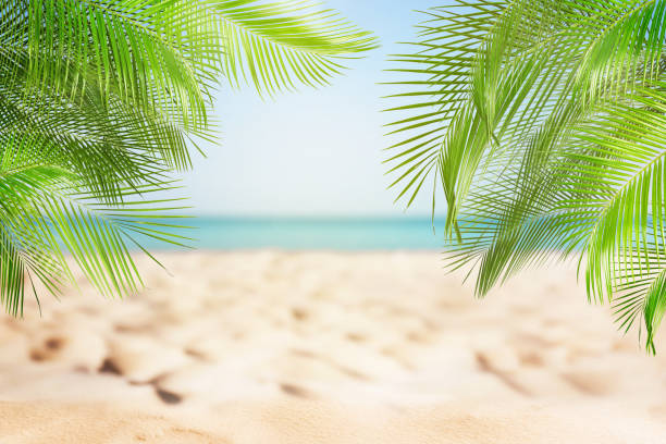 istock Sandy beach with palms near ocean on sunny day 1370693862