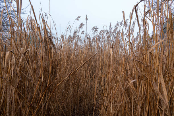 A walk through the reeds in the fog