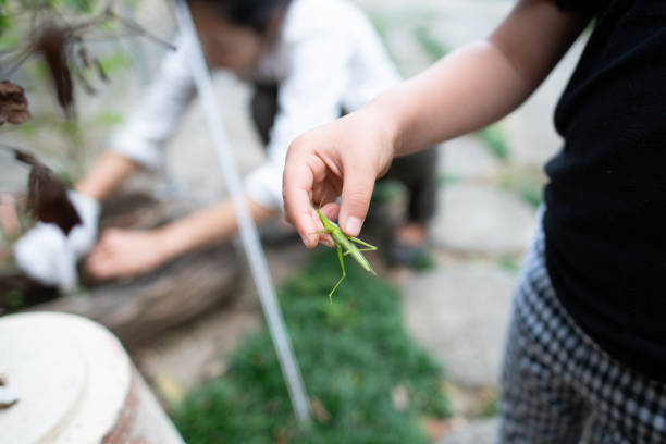 A child who caught a grasshopper in the garden A child who caught a grasshopper in the garden giant grasshopper stock pictures, royalty-free photos & images