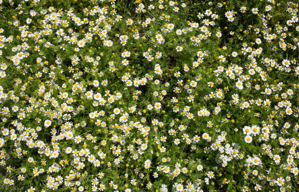 istock field of medicinal chamomile. natural background 1370696876