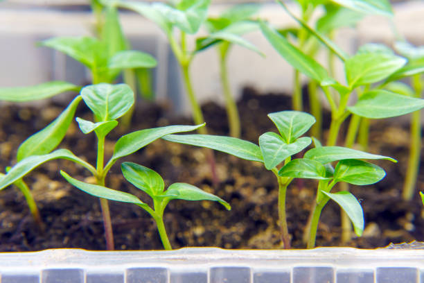 Young small seedlings in a greenhouse. Selective focus