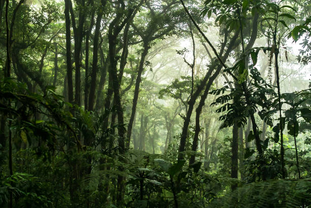 istock Guanacaste forest in Costa Rica 1370697092