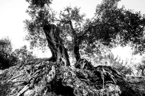 Ancient olive tree in the Guadalest Valley, Alicante, Spain