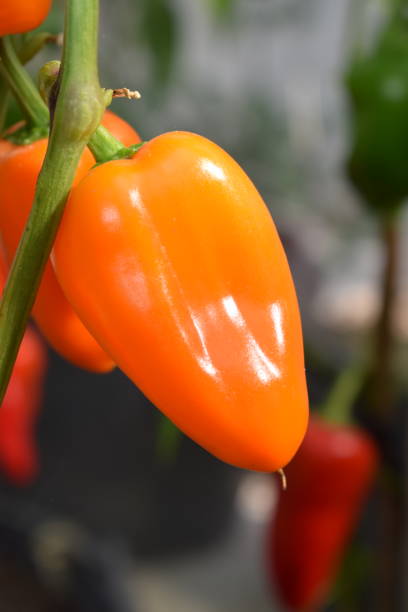 istock orange hot chili on the plant 1370699490