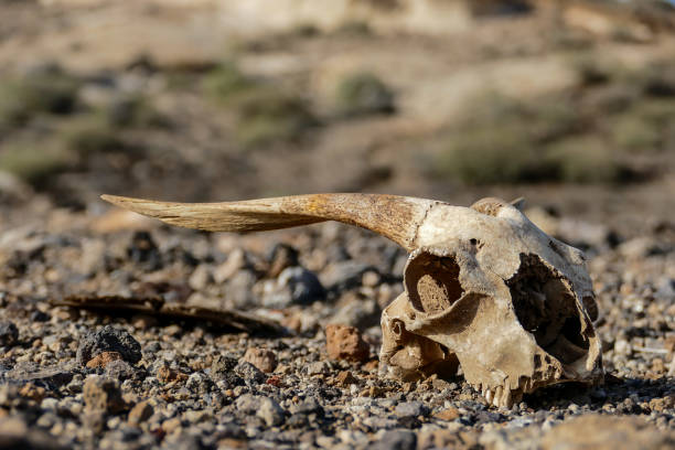 istock Dry Goat Skull Bone, Goat Skull background in the desert 1370700345