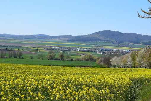 yellow fields between Kruft and Flugplatz Mendig