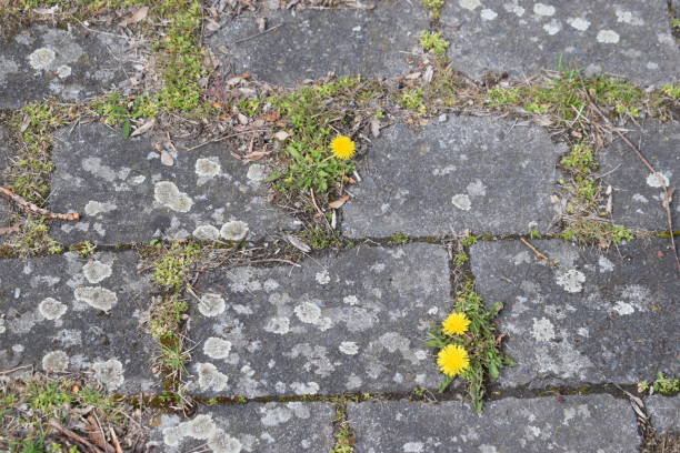 istock moss and dandelion fighting their way through stone ground 1370701950