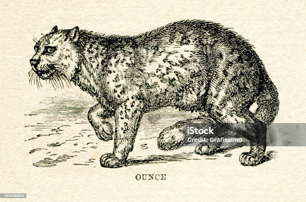 Ilustración de Dibujo De Leopardo De Las Nieves U Onza 1896 y más Vectores  Libres de Derechos de Animal - Animal, Animales salvajes, Antigualla -  iStock