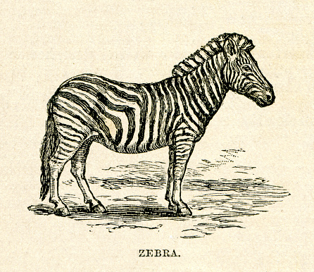 Zebra 1896
Original edition from my own archives
Source : 1896 Concise Cyclopedia