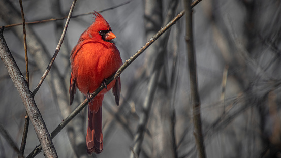 A northern cardinal, male in his winter plumage, enjoys the rays of the sun in February in the Laurentian forest.