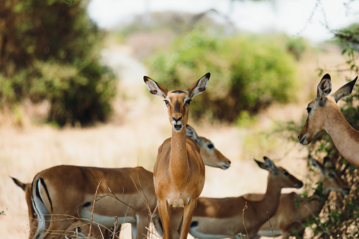 Group of female impala antelopes at the meadow in East Africa