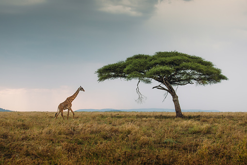 One Giraffe walking at the meadow under the lonely acacia tree during dramatic sunset