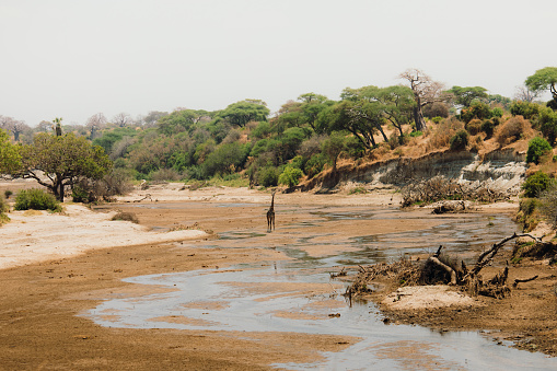 One giraffe refreshing by the river in Tarangire National park, Tanzania