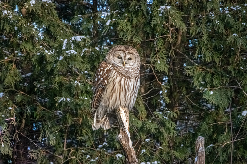 A barred owl, enjoys the last rays of the sun, in winter, in the Laurentian forest.
