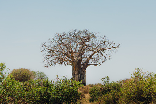 African savannah landscape with baobab tree among the trees
