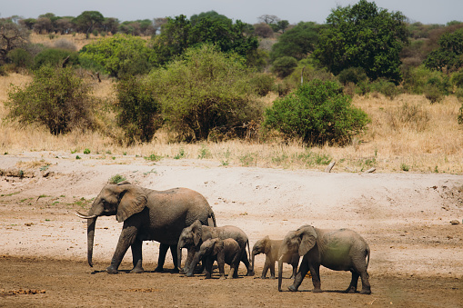 View of family of African elephants walking at the meadow during sunny day in East Africa