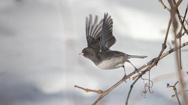 A dark-eyed junco in its search for food, in winter.