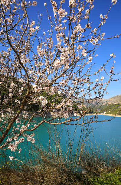 istock Guadalest village surrounded by almond blossom 1370706178
