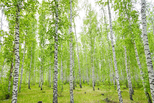 Photo of a white birch tree in a field.