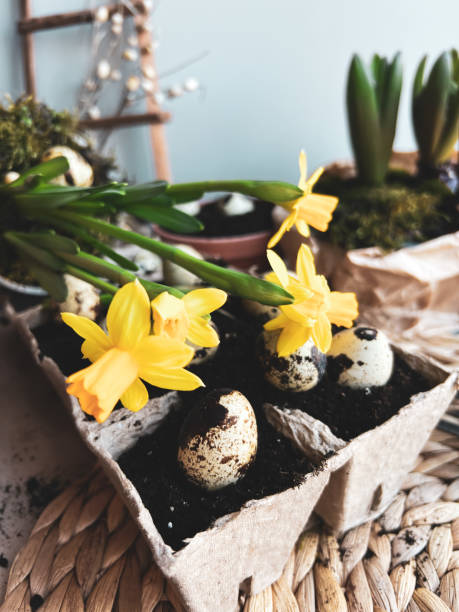 piantare uova di pasqua. narciso e giacinto su sfondo di legno. simbolo delle uova di pasqua sul supporto di vimini. uova di quaglia nel terreno. concetto vintage. - hyacinth flower vase daffodil foto e immagini stock