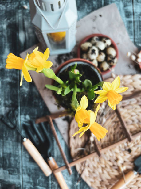 plantando ovos de páscoa. narciso e jacinto em fundo de madeira. símbolo de ovos de páscoa no suporte de vime. ovos de codorna no chão. - hyacinth flower vase daffodil - fotografias e filmes do acervo