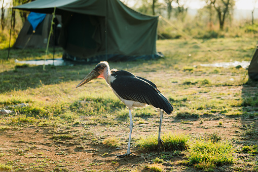 Spotted the Marabou bird walking near the tents in savannah during early morning