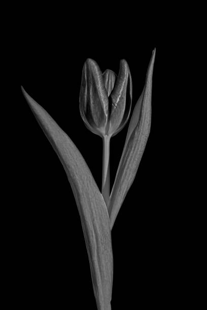 istock Black and white tulip flower 1370706763