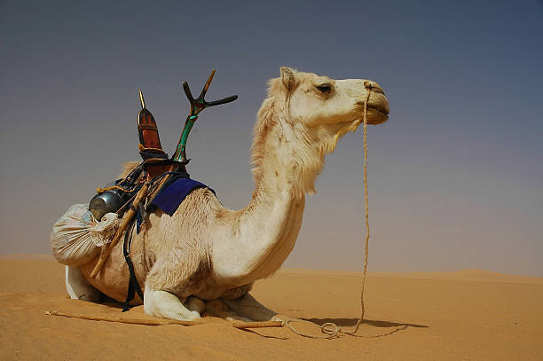 A panoramic scene unfolds as a white camel peacefully rests in the shade of a palm tree amidst the expansive landscape, with palm trees lining the horizon. Atop a sand dune in the town of Timimoun, Algeria, off-road cars add to the picturesque view