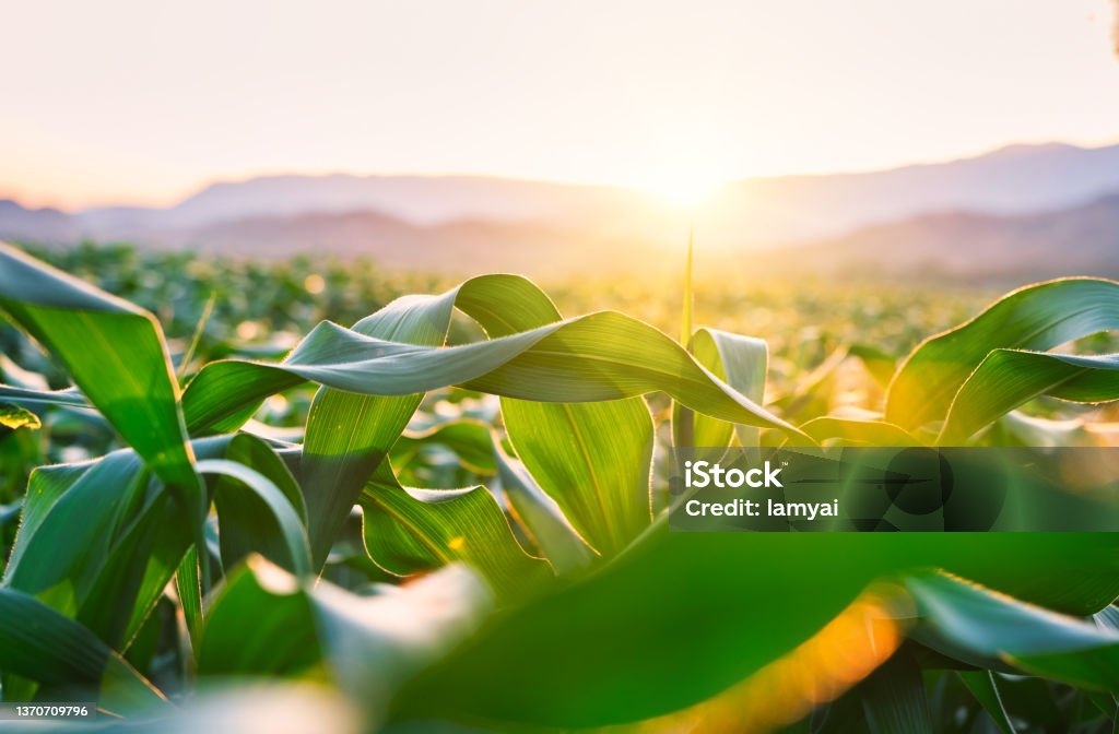 maize corn crops in agricultural plantation in the evening with the sunset, cereal plant, animal feed agricultural industry Corn - Crop Stock Photo