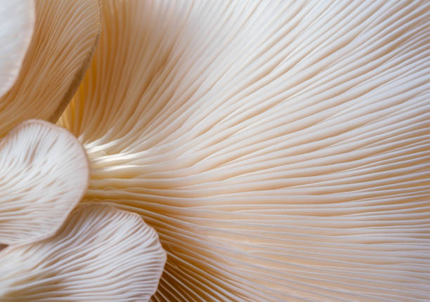 istock macro Mushroom plants, beautiful in nature background 1370709841