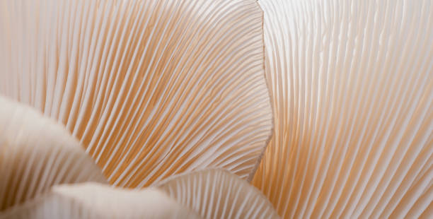 istock macro Mushroom plants, beautiful in nature background 1370709844