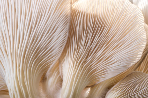 istock macro Mushroom plants, beautiful in nature background 1370709845
