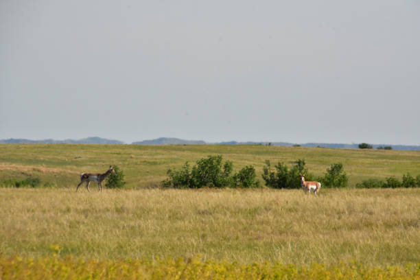 istock Pronghorn Pair on the a Remote Plain in the Dakotas 1370710393