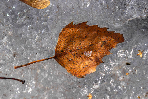 istock Old Birch leaf on melting spring ice in the forest 1370710399