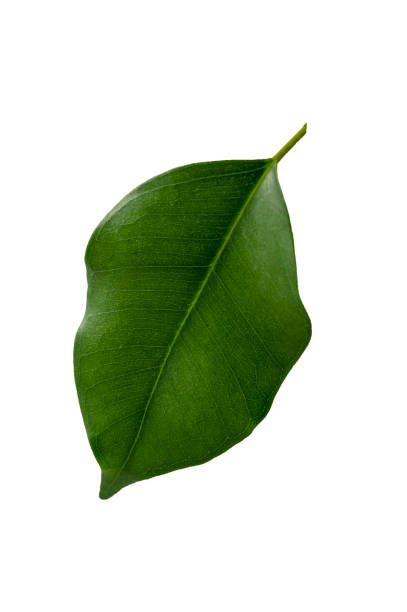 istock Green leaf isolated on white. Ficus leaf levitating. 1370712050