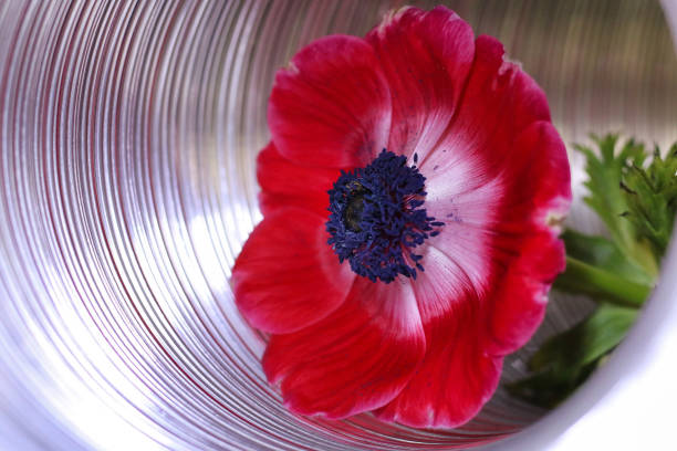 decoration with a red anemone stock photo