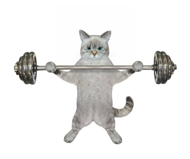 istock Cat ashen lifting heavy barbell 2 1370716878