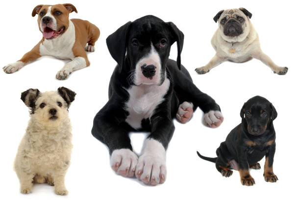istock Dog collection isolated on white background 1370718228