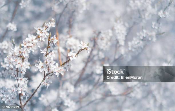 Cherry Blossoms Stock Photo - Download Image Now - Cherry Blossom, Flower, White Color