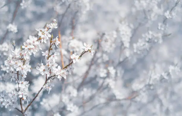 Photo of Cherry Blossoms