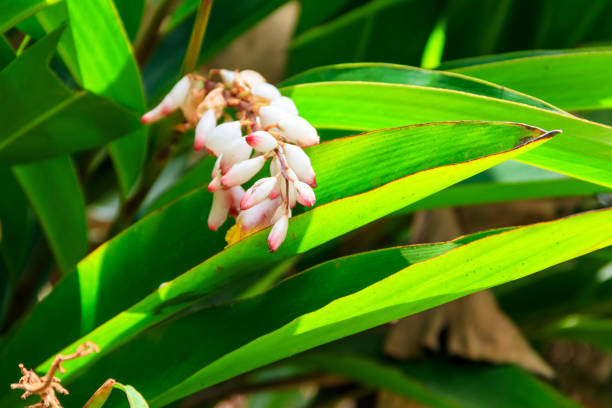 istock Cardamom flower growing on the spice farm 1370718249