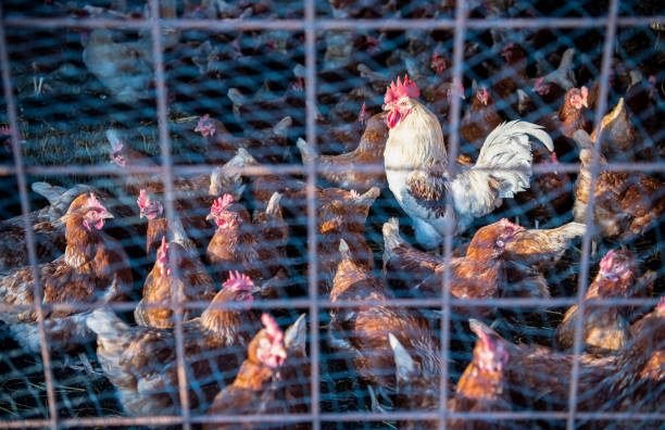 istock A group of chickens behind bars and a net 1370718272