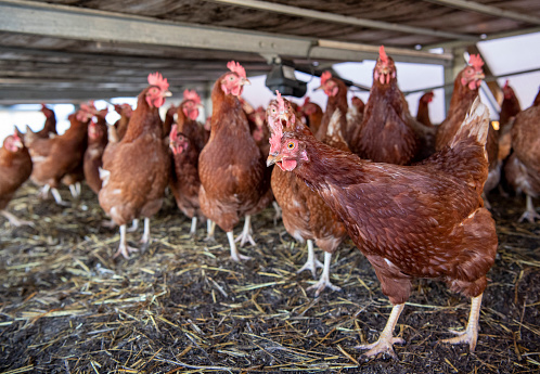 A flock of brown hens is walking around in their stable. The hen in the foreground is looking curiously into the camera. The roof of the stable can be seen. The chickens have to be locked inside due to the dangers of avian flu.