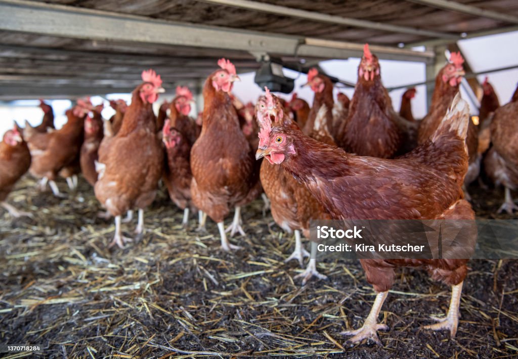 Cull hens in a stable with straw on an earth floor, roof overhead A flock of brown hens is walking around in their stable. The hen in the foreground is looking curiously into the camera. The roof of the stable can be seen. The chickens have to be locked inside due to the dangers of avian flu. Chicken - Bird Stock Photo