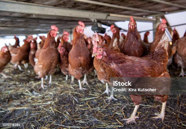 Cull Hens In A Stable With Straw On An Earth Floor Roof Overhead Stock Photo - Download Image Now